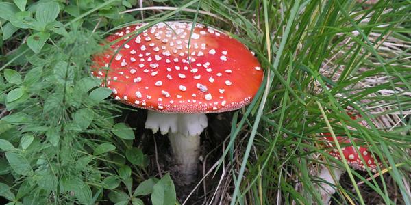 Muchomůrka červená, Lonselva za polárním kruhem