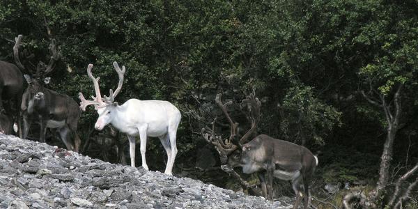 Posvátný bílý sob, cestou na Nordkap