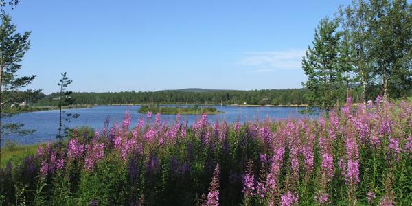 Vrbka úzkolistá, Inari