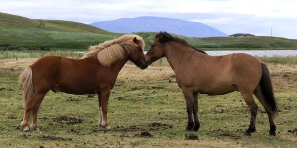 Isladští koně, Mývatn