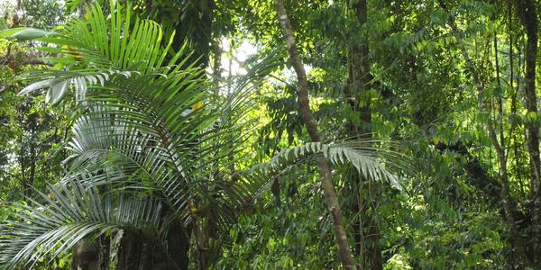 Prales v Palenque