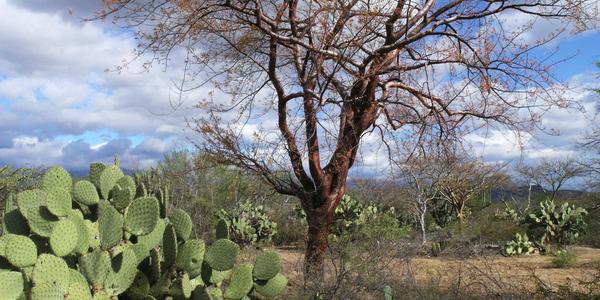 Tehuacan Cuicatlan