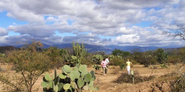 V rezervaci Tehuacan Cuicatlan