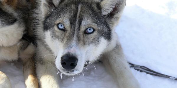 Husky