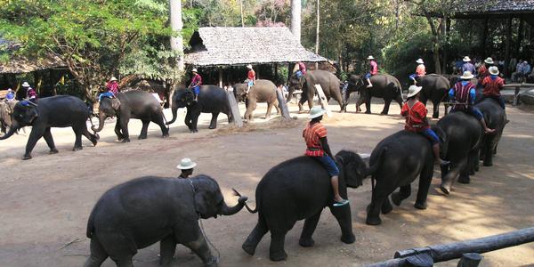 Tábor slonů v Mae-Sa u Chiang Mai