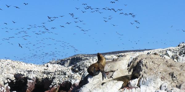 Islas Ballestas