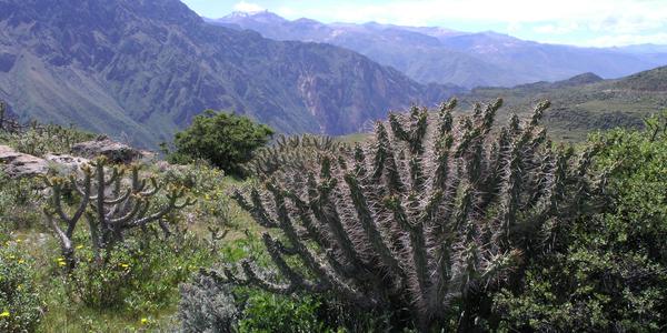 Kaktusy nad kaňonem Colca