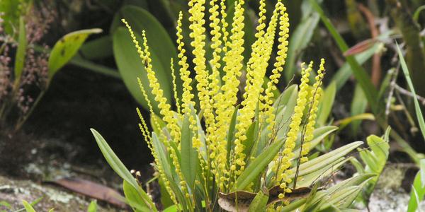 Orchidej na Machu Picchu