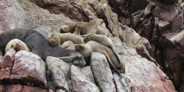 Idyla na Islas Ballestas