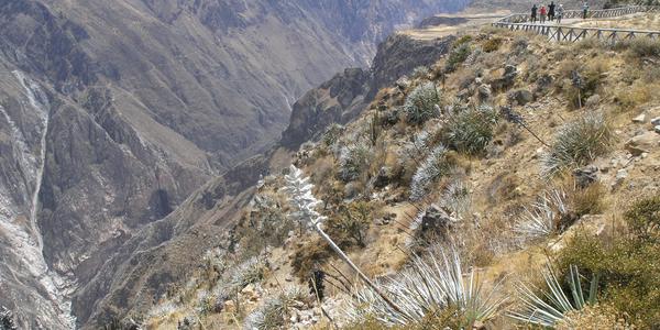 Na hraně kaňonu Colca