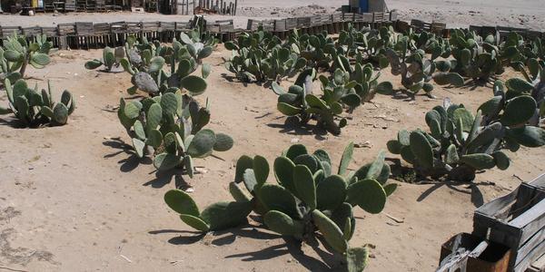 Pole opuncií v poušti Atacama