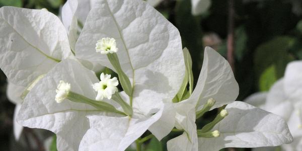 Bouganvillea
