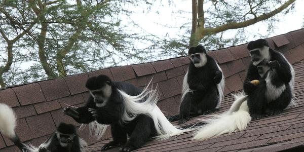 Gueréza pláštíková, Sopa lodge Naivasha