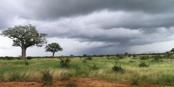 Krajina v Tsavo West