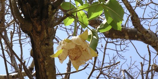 Květ baobabu, Adansonia digitata