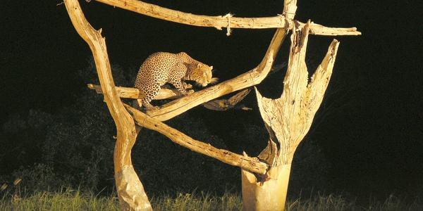 Leopard na újedi u Ngulia lodge