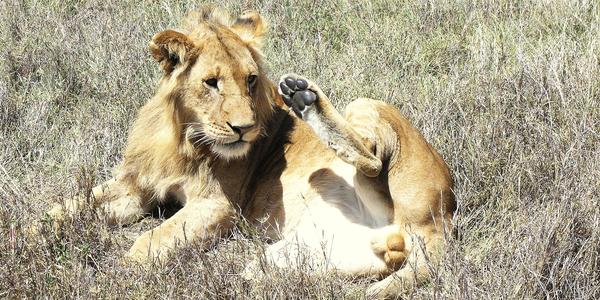 Mladý samec, Masai Mara