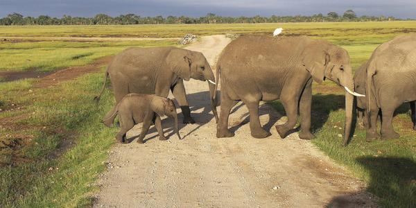 Momentka z Amboseli