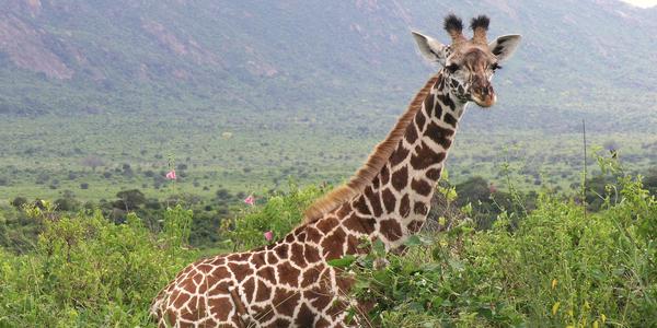 Momentka z Tsavo West