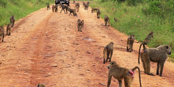 Paviáni v Tsavo West