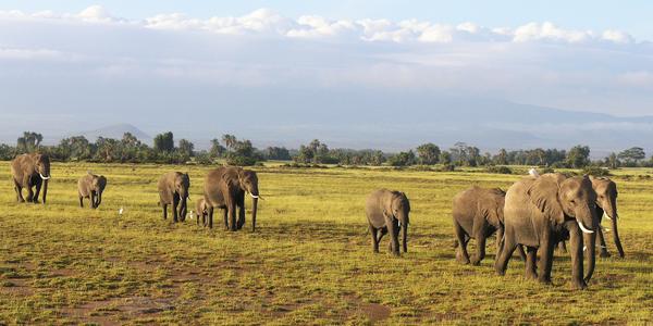 Rodina slonů, Amboseli