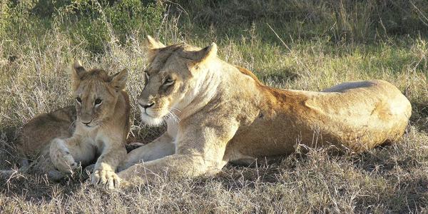Ráno v Masai Mara