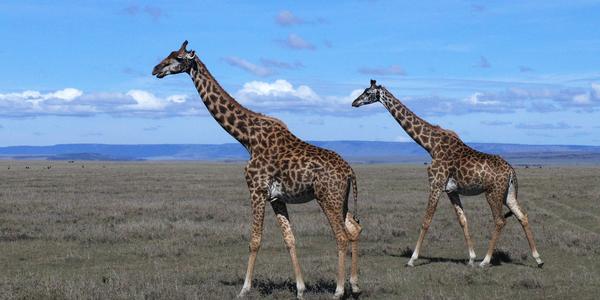 S přehledem, Masai Mara