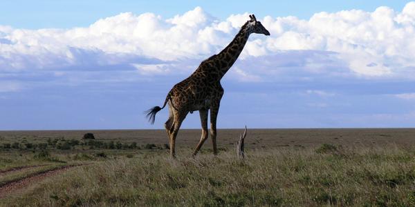 Samec žirafy masajské, Masai Mara