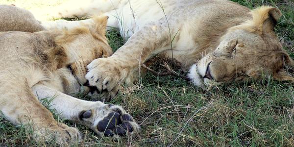 Siesta v Masai Mara