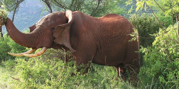Sloní samec v Tsavo West