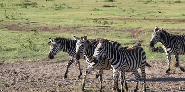 Zebry v Amboseli