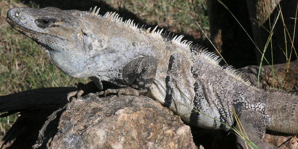 Leguán v Uxmalu