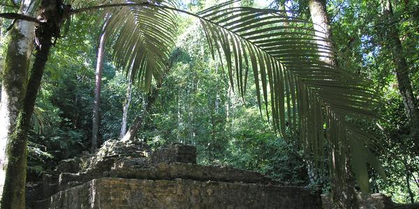 Prales v Palenque