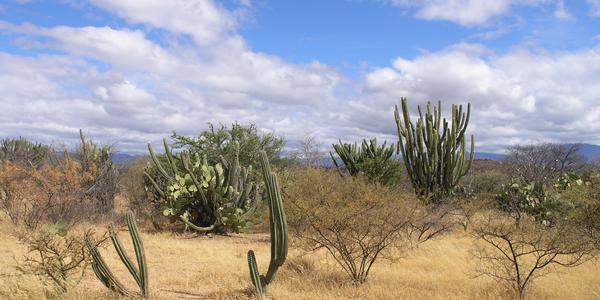 Rezervace Tehuacan Cuicatlan