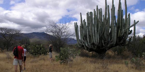 Vycházka mezi kaktusy, Tehuacan Cuicatlan