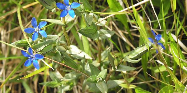 Gentianella cilliata