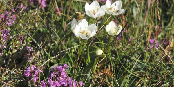 Tofieldia calyculata