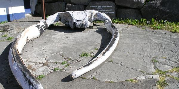 Velrybí obratel v Húsavíku