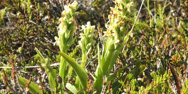 Zemní orchidej, Godafoss
