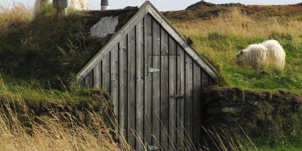 Islandské ovce