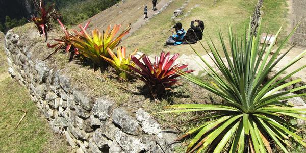 Bromélie na Machu Picchu