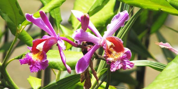 Orchidej rodu Sobralia