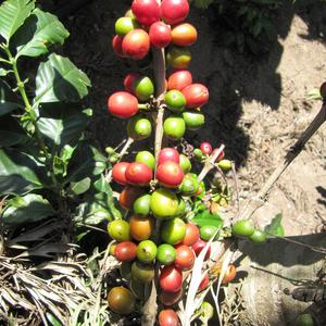 Coffea arabica, Guatemala