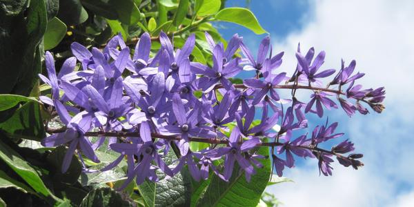 Drobnokvětá orchidej, Guatemala