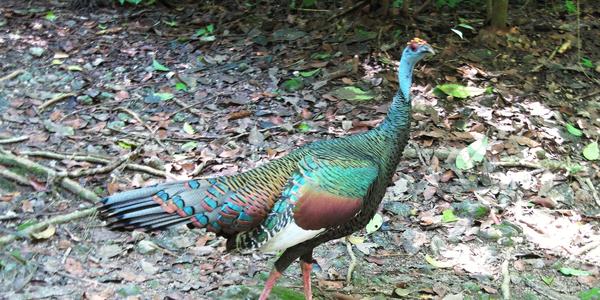 Krocan paví, Tikal