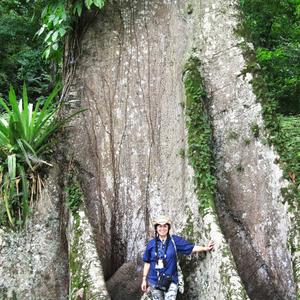 Obří ceiba v pralese Petén