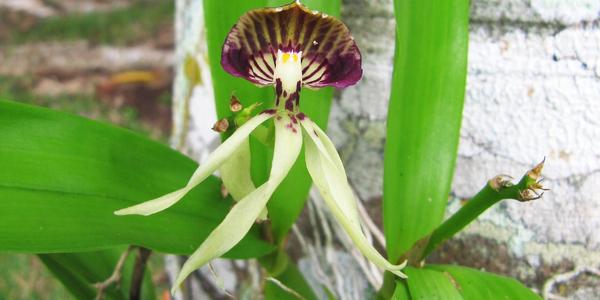 Orchidej, na lokalitě Chicanna, Mexiko