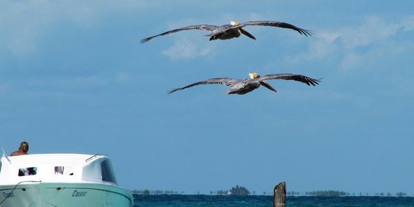 Pelikáni na Cay Goff, Belize