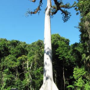 Posvátná ceiba, Tikal