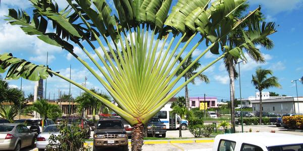 Ravenala madagascariensis, palma poutníků